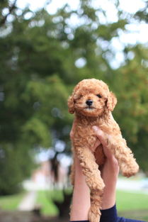 泰迪幼犬尿不湿推荐品牌