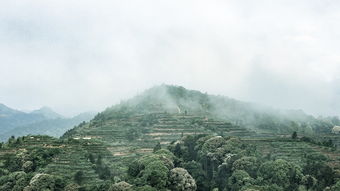 茶叶品牌的打造之路，从茶园到市场的全面解析
