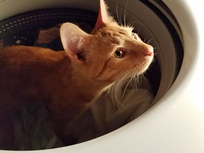 猫沐浴露品牌推荐指南，为爱猫的您精选优质品牌