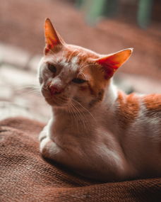 德国品牌猫猫沐浴露，品质之选，爱猫人士的明智之选