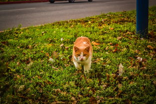 德国品牌猫猫沐浴露，品质之选，爱猫人士的明智之选