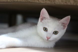 板材品牌猫的全面解析