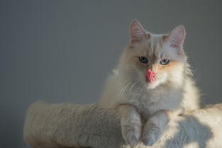 板材品牌猫的全面解析