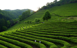 国外茶叶机械品牌大观，技术革新引领茶产业前行