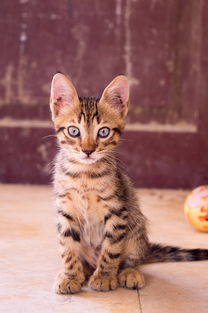 猫咪专属牙刷大揭秘，这些品牌让你家毛孩口腔更健康！